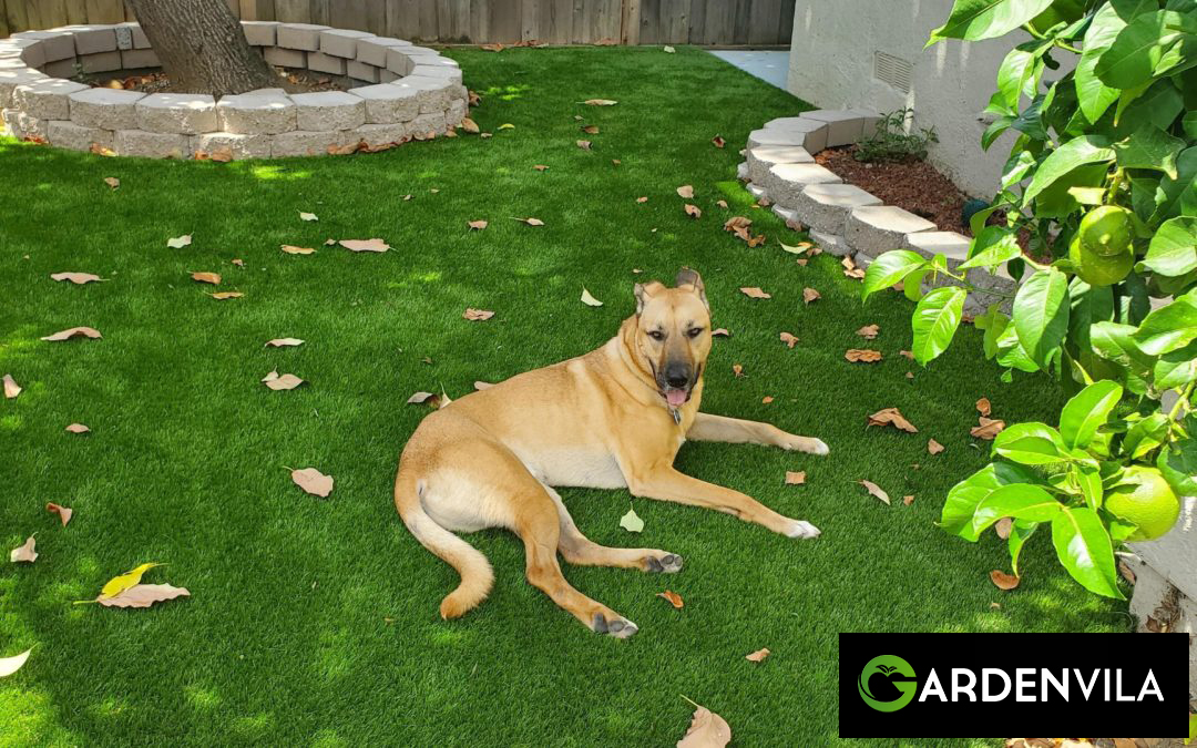 best Artificial Grass for Dogs