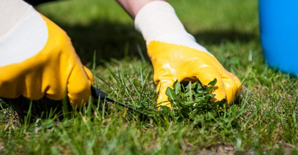 How to Maintain Artificial Grass