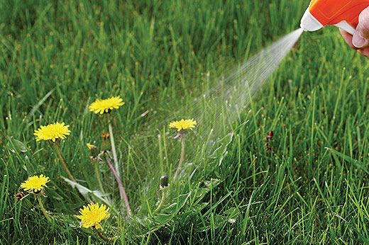 how to use weed killer on lawn