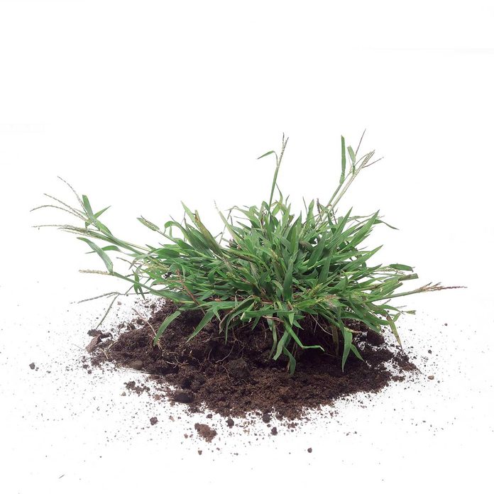 How to Get Rid of Weeds in lawn