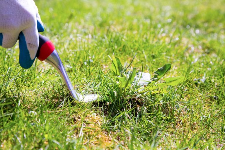 How to Get Rid of Weeds in lawn