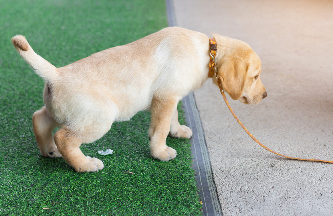 Can Dogs Pee On Artificial Grass?