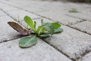 How to kill weeds between pavers
