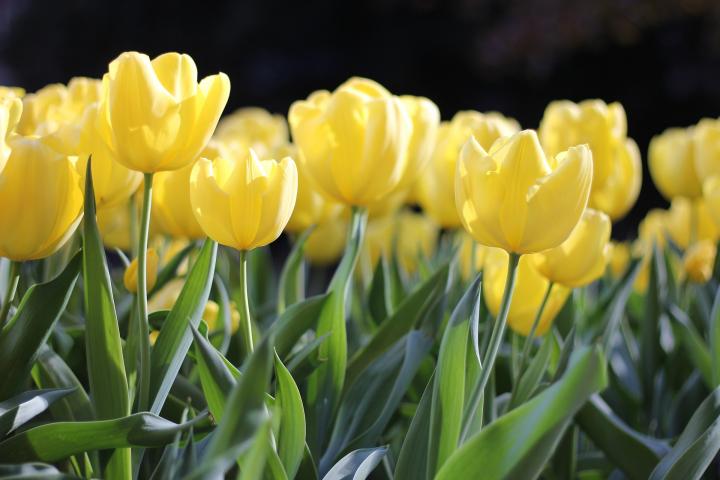 When to Plant Tulip Bulbs